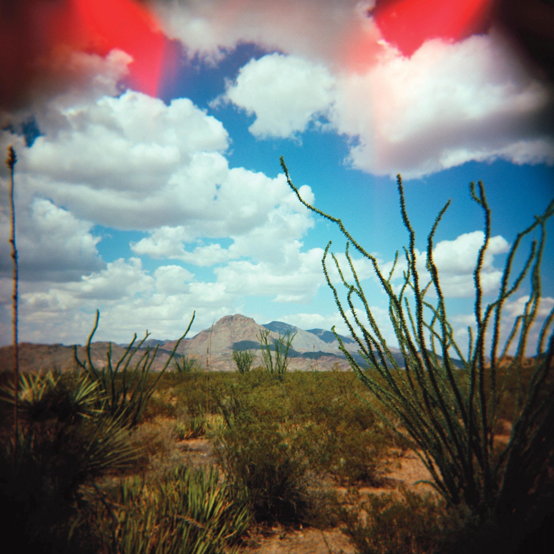 Big Bend Ocotillo final