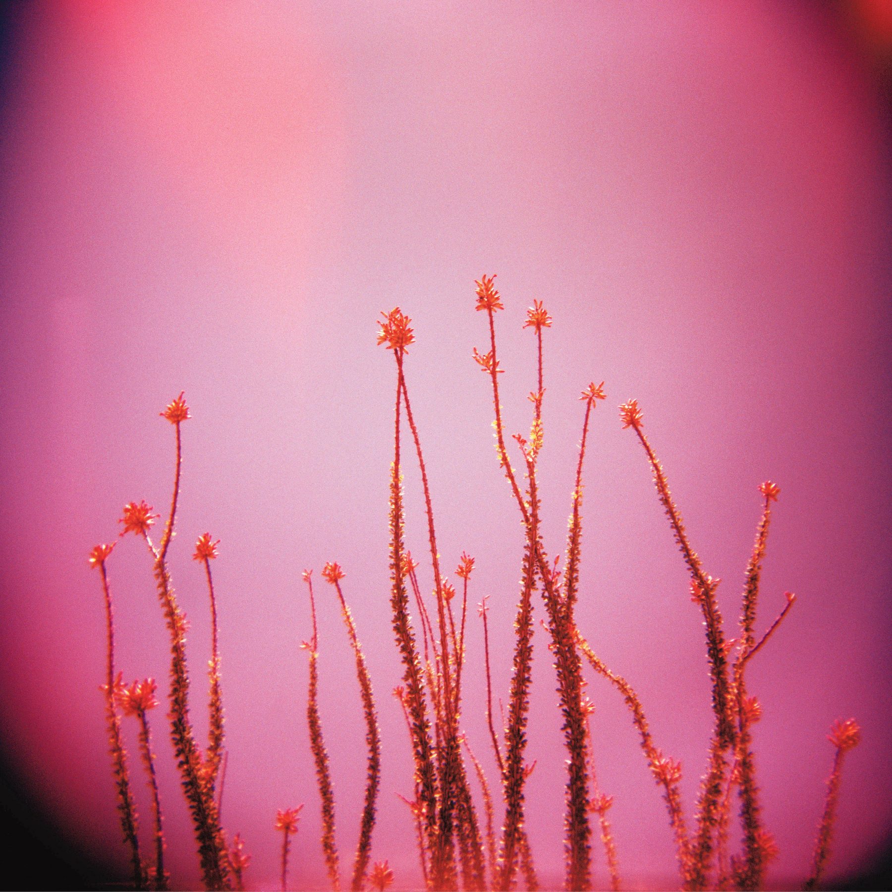 Pink Marfa Ocotillo final