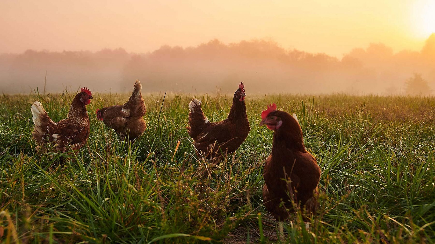 PREACHER VITAL FARMS RUFFLED FEATHERS 11