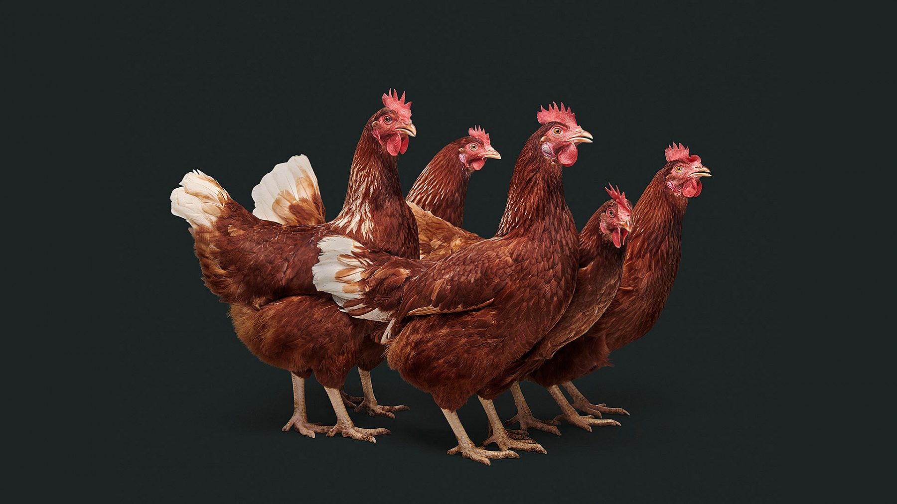 PREACHER VITAL FARMS RUFFLED FEATHERS 13