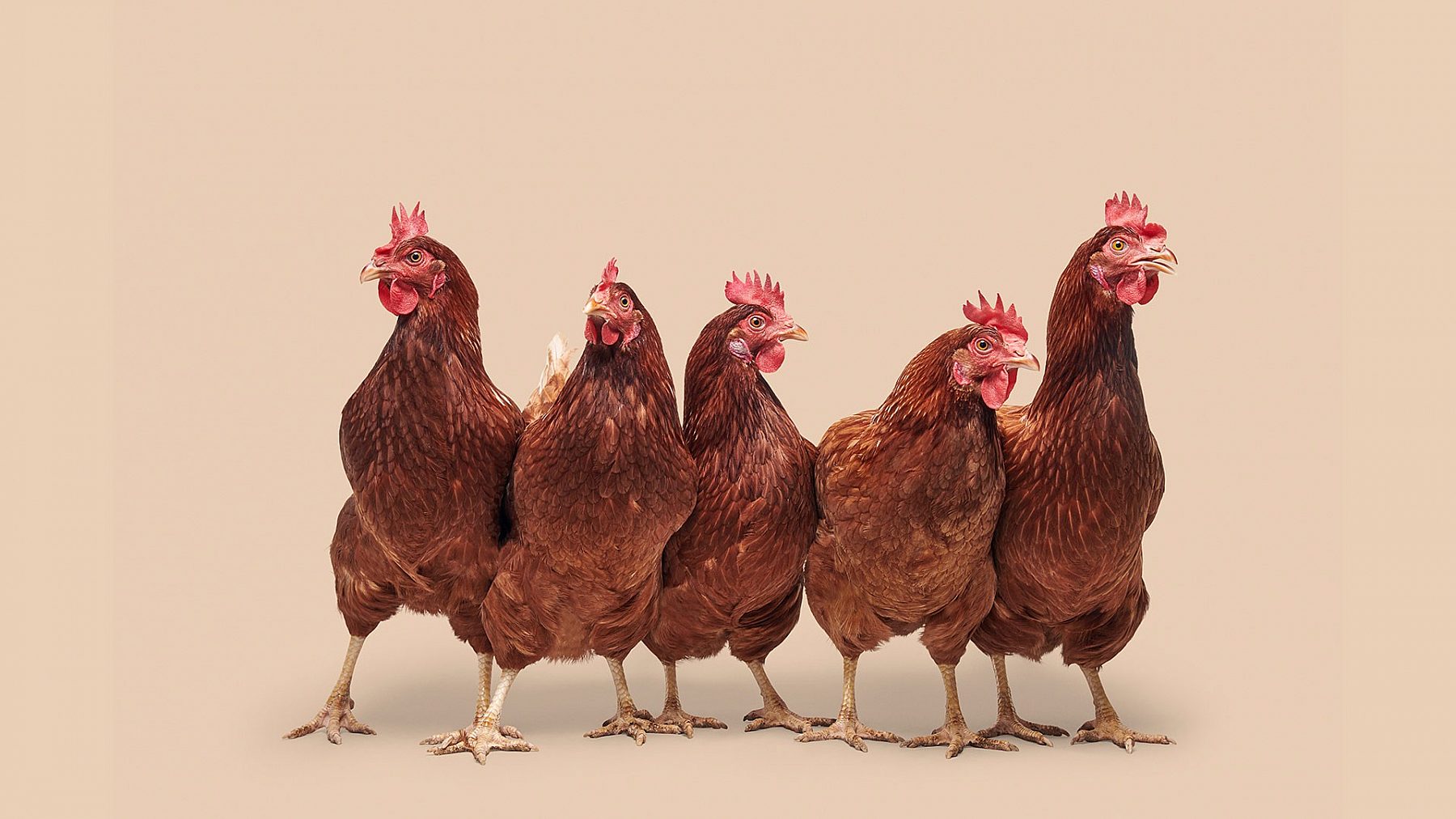 PREACHER VITAL FARMS RUFFLED FEATHERS 15